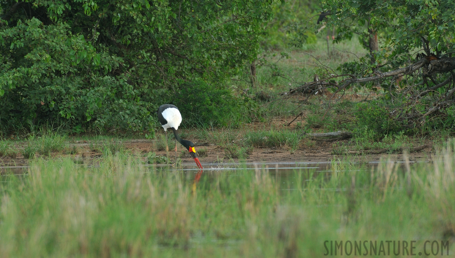 Ephippiorhynchus senegalensis [550 mm, 1/320 sec at f / 8.0, ISO 1000]